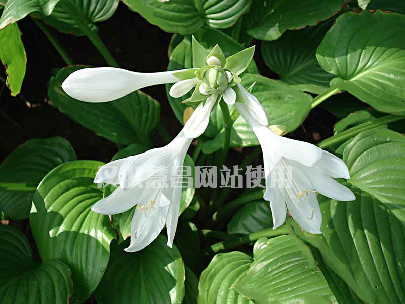大連園林綠化,園林綠化施工,地產(chǎn)綠化工程,園林景觀設計,景觀設計,景觀設計施工,園林綠化,綠化工程,綠化養(yǎng)護,綠化項目,慧昌園林,地產(chǎn)工程施工,地產(chǎn)工程綠化,地產(chǎn)工程,園林養(yǎng)護,大連綠化,苗木培育,苗木養(yǎng)護